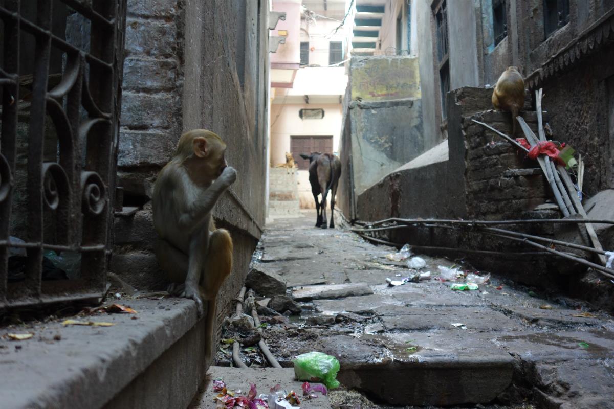 Monkey and Cow
