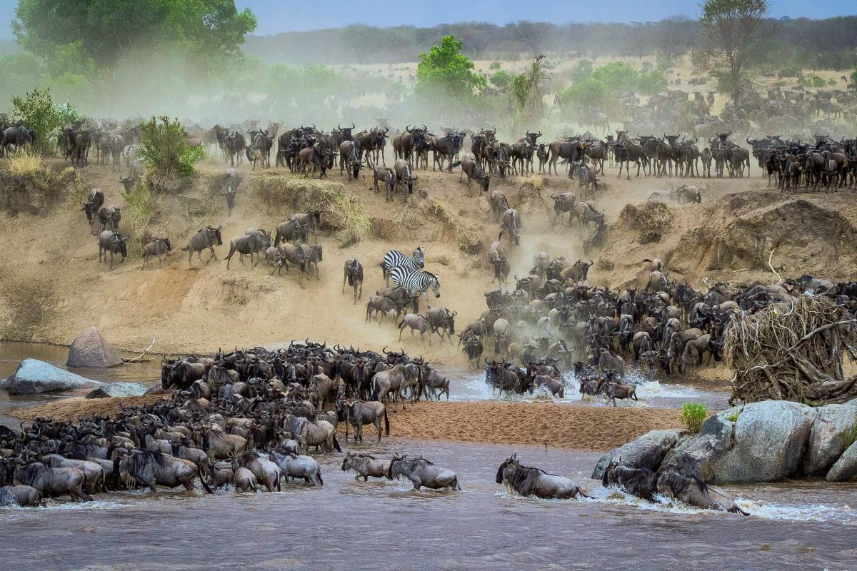 Park Narodowy Serengeti – Wielka Migracja