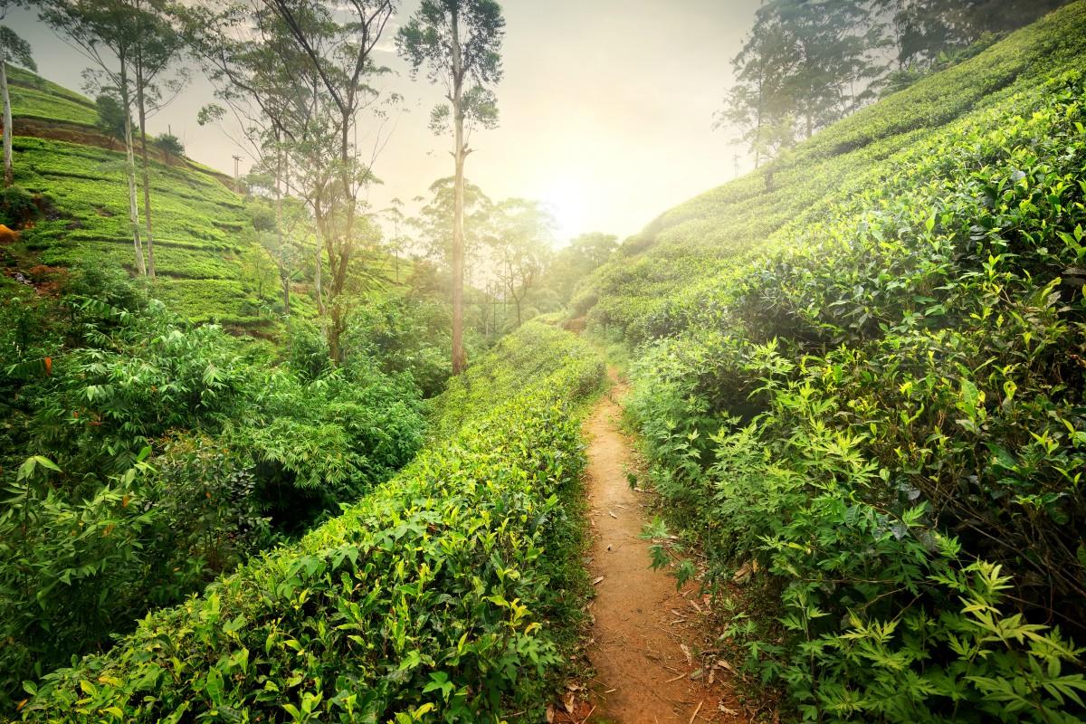 Sri Lanka – Plantacja herbaty