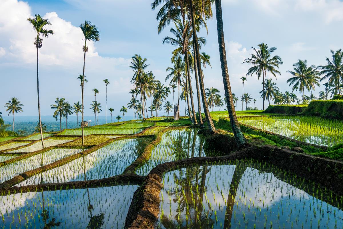 Tarasy ryżowe na Lomboku
