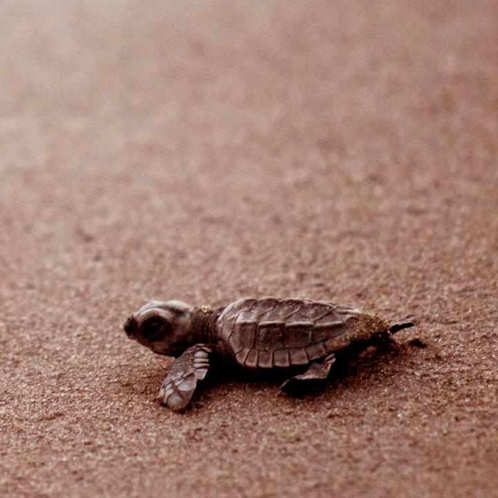Sea Turtle, Tortuguero, Costa Rica