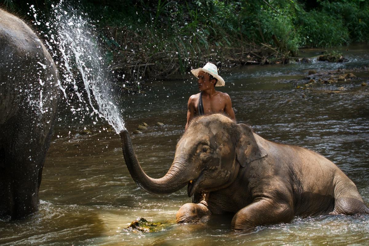 Chiag Mai – Słonie