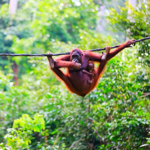 Dżungla na Borneo, orangutany i plaże miniaturka