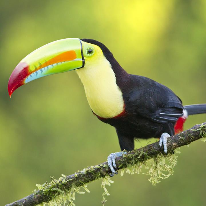 Costa Rica, Tortuguero