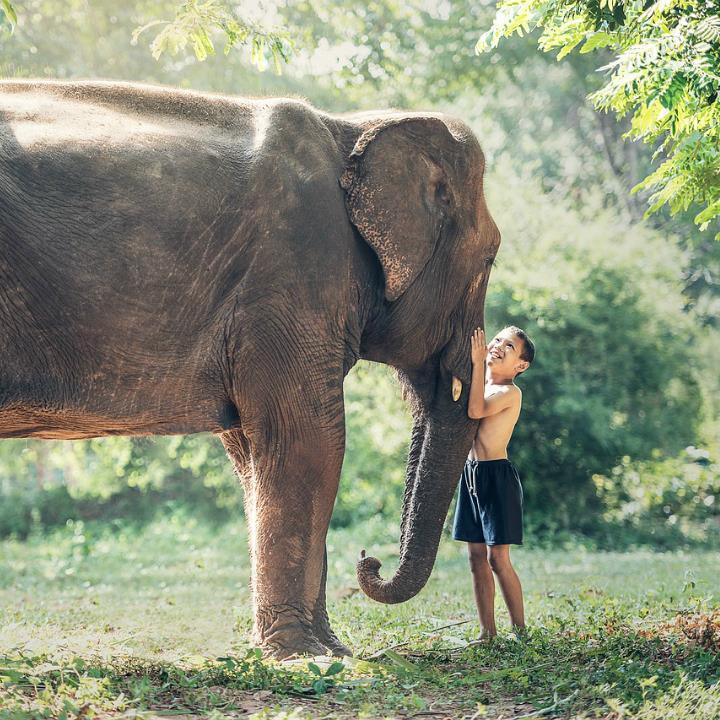 The Cult of the Elephant