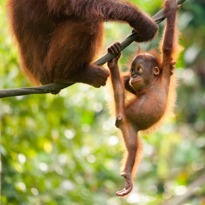 Orangutany na Borneo