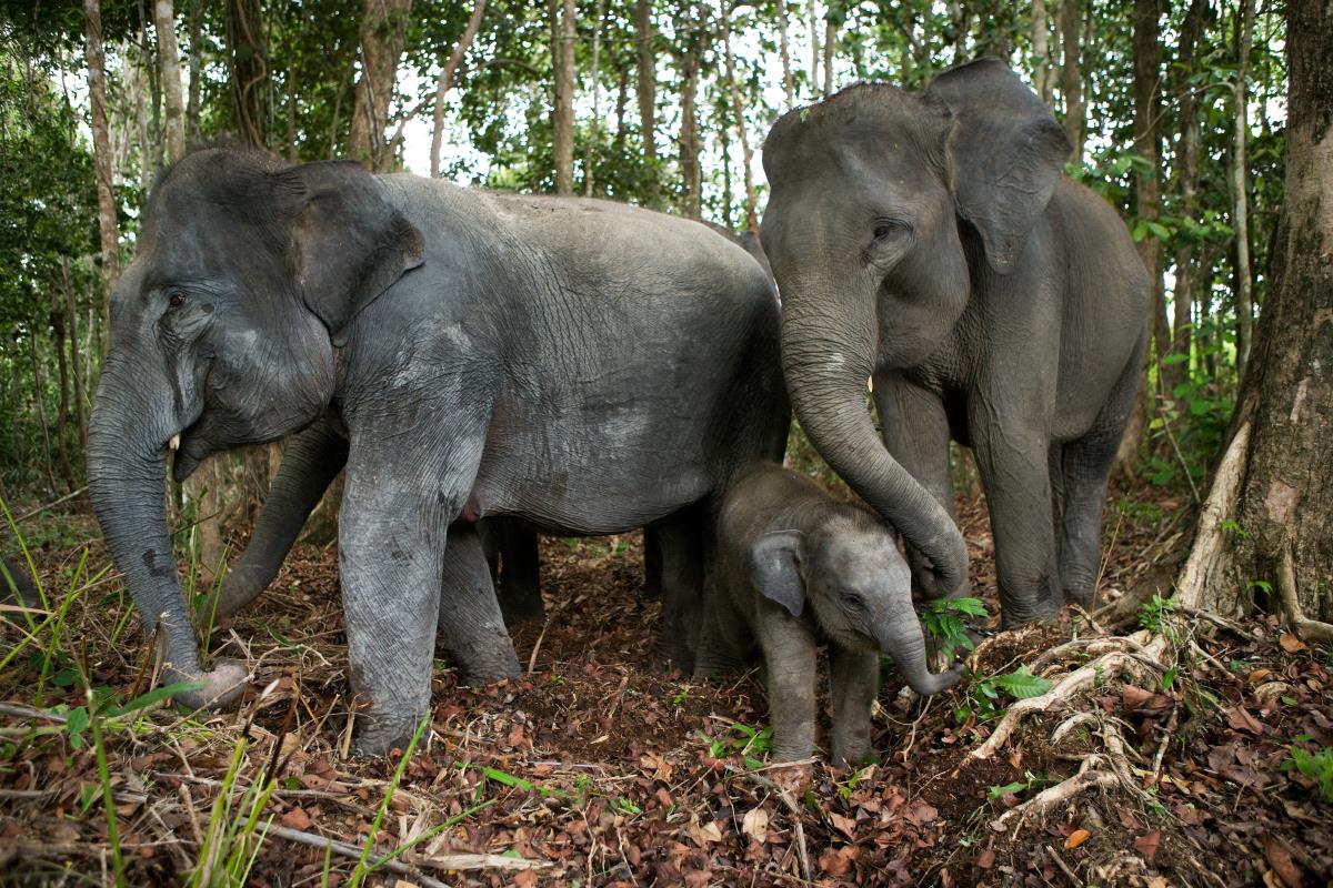 Tangkahan – słonie sumatrzańskie