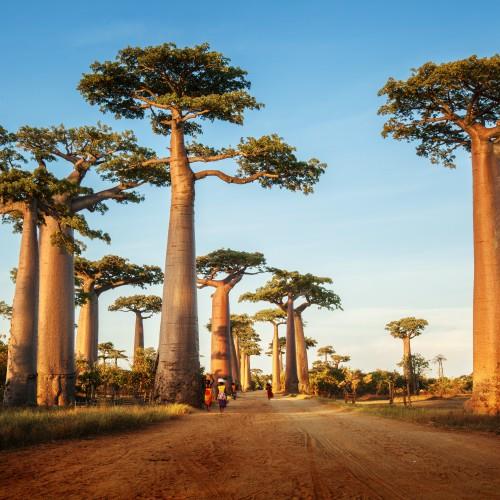 Madagaskar miniaturka