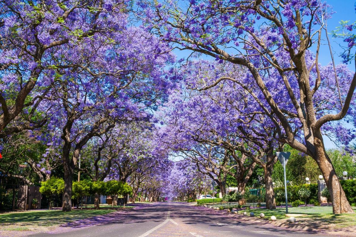 Pretoria – Drzewa Jakaranda