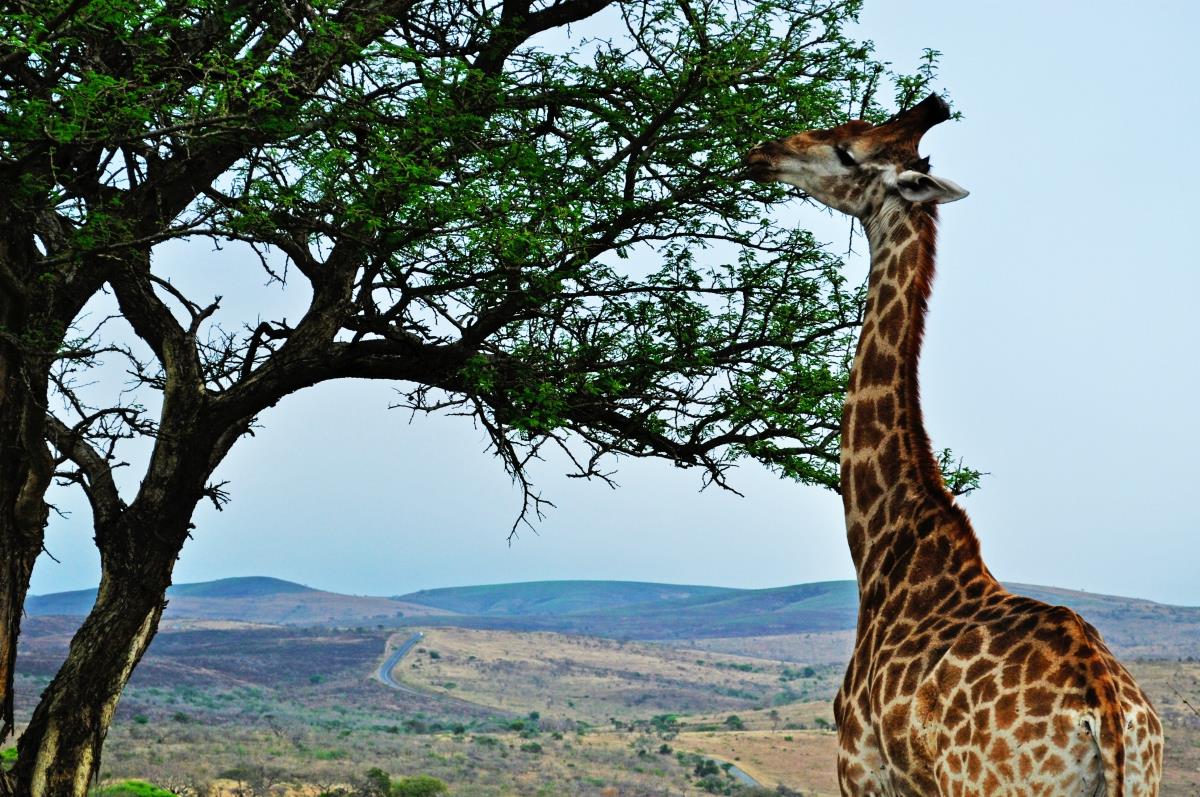 Rezerwat Hluhluwe – Żyrafa