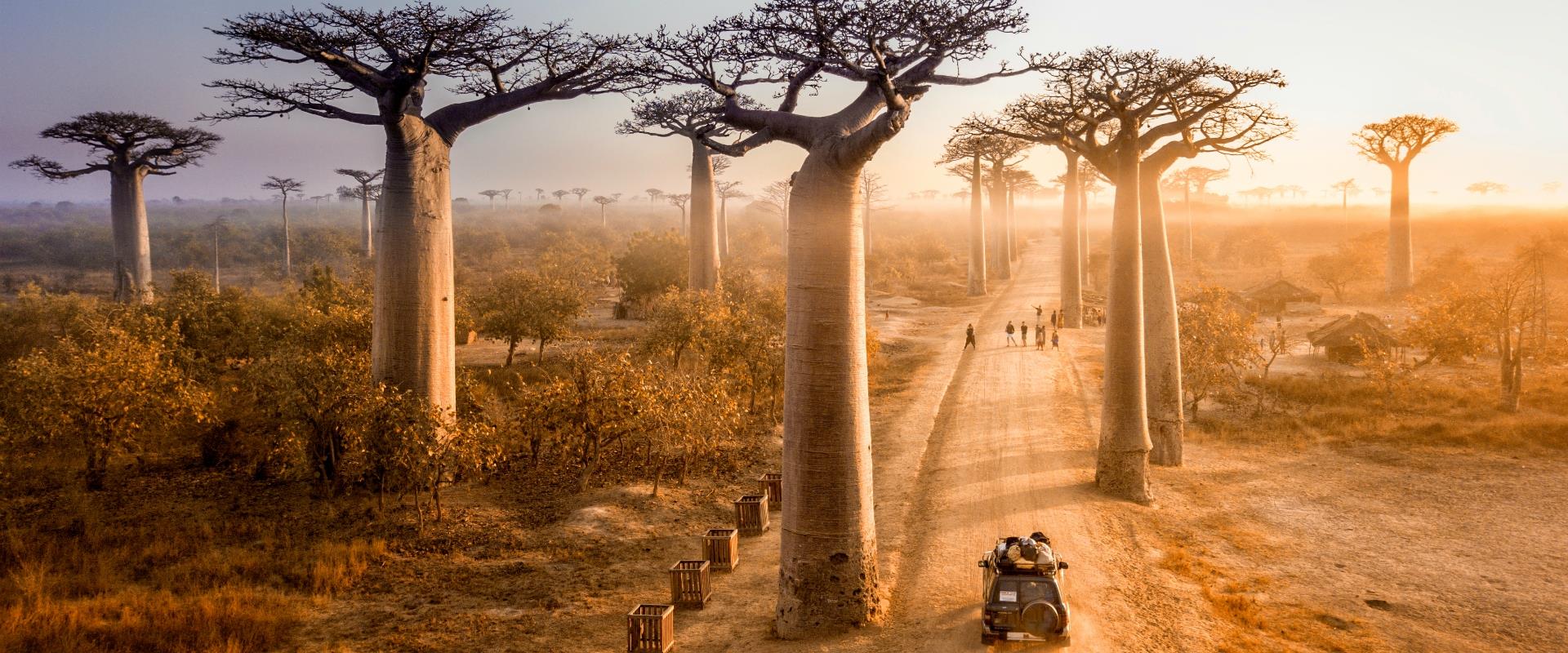 Madagaskar i Mauritius, baobaby