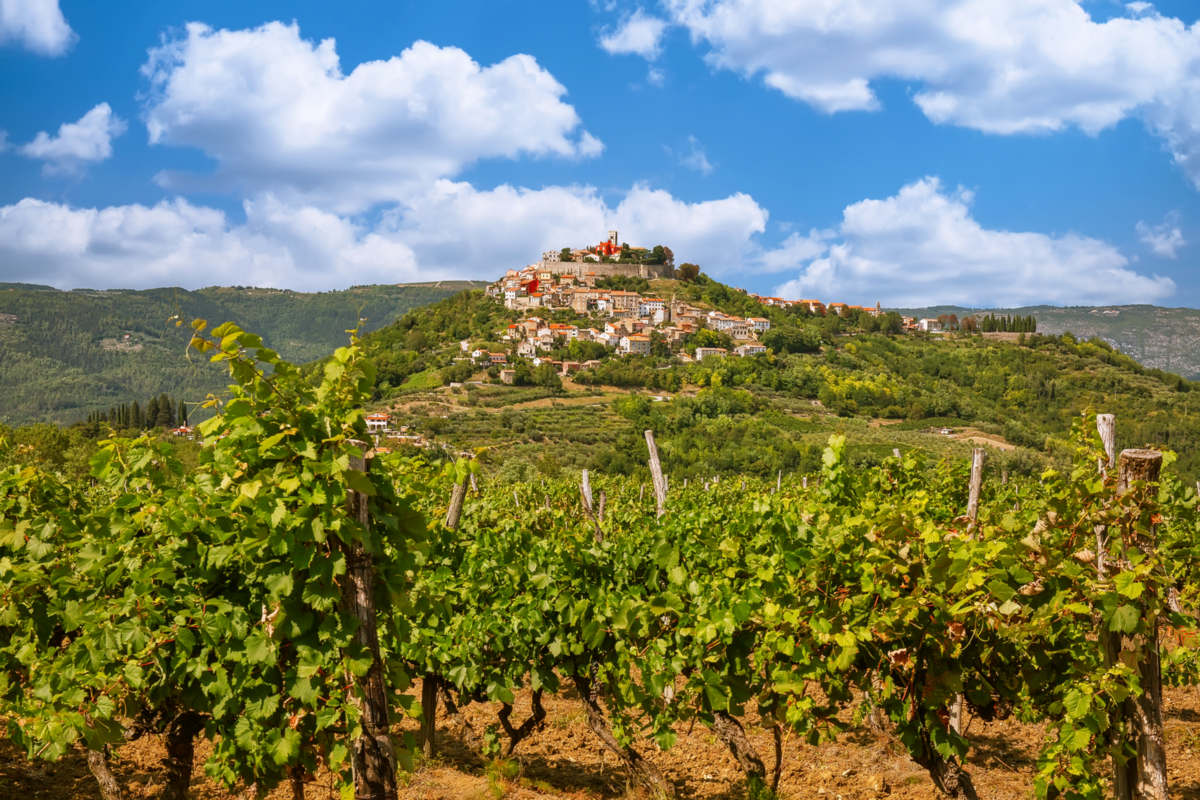 Istria – winnice w okolicy Motovun