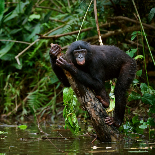 Uganda szympansy i goryle