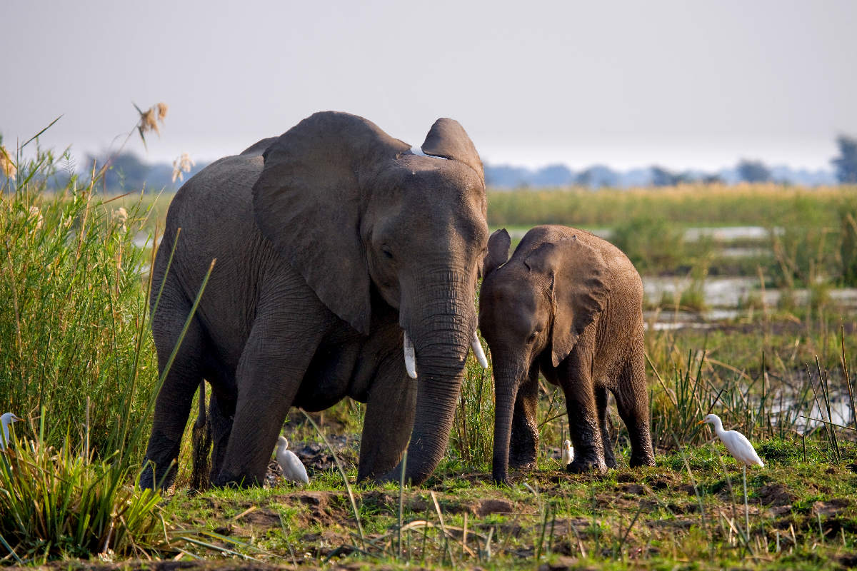 Lusaka – Lilayi Elephant Nursery