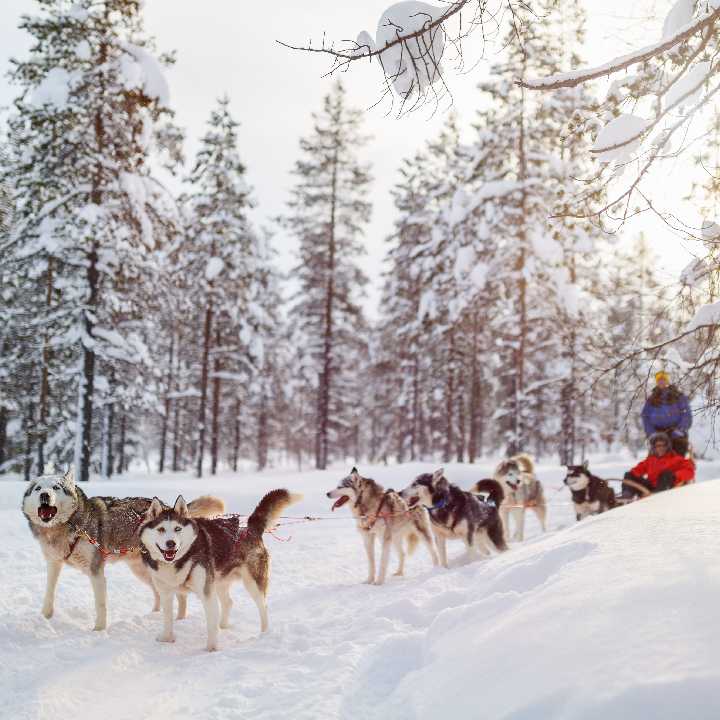 Finlandia – Psie zaprzęgi