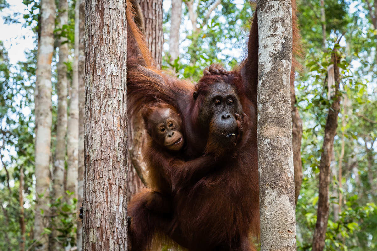 Park Narodowy Tanjung Puting – Orangutany