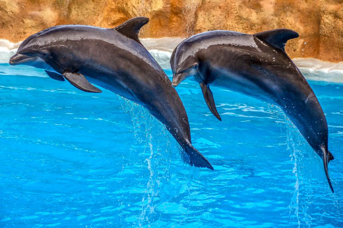 Punta Cana – Delfiny