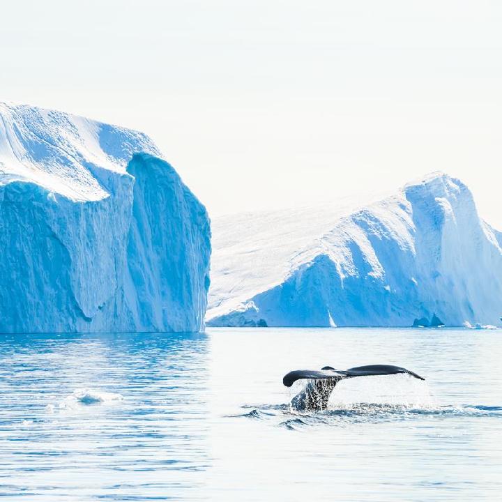 Whales