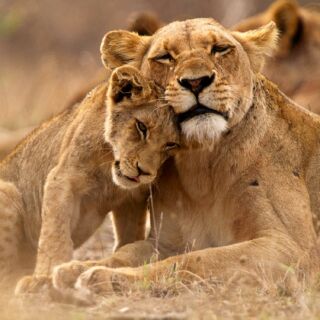 ✨𝐀𝐟𝐫𝐲𝐤𝐚 𝐤𝐨𝐧𝐭𝐫𝐚 𝐀𝐳𝐣𝐚 🐘🐒 Nie trzeba być odkrywcą, żeby poczuć dreszcz emocji na widok dzikiej przyrody.🐾Wystarczy stanąć oko w oko z naturą, która nie zna kompromisów.
Afryka przyciąga surowym pięknem i przestrzenią. Azja zachwyca intensywnością – dżunglą, wilgocią i ruchem, który nie zasypia. Dwa kontynenty, dwa tempa życia.
Który wybierzesz?
#planetescape #afryka #azja #podrozeszytenamiare #biuropodrozy #africa #asia #travel #travelinspo #tailormadeholidays #travelagency