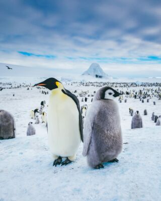 🐧 𝐀𝐧𝐭𝐚𝐫𝐤𝐭𝐲𝐝𝐚 to jedna z najbardziej niezwykłych destynacji, jakie można sobie wyobrazić – surowa, dzika i spektakularna.
W Planet Escape organizujemy także takie wyprawy – dla tych, którzy marzą o czymś naprawdę wyjątkowym: rejsie wśród gór lodowych, spotkaniach z pingwinami i doświadczeniu miejsca, które wciąż pozostaje dzikie i odległe.
Jeśli myślisz o takiej wyprawie – napisz do nas – opowiemy, jak wygląda taka podróż i przygotujemy propozycję. ✈️
Zdjęcia: materiały naszego partnera.
#planetescape #antarktyda #antarctica #wyprawa #podrozmarzen #travelgoals #polarnawyprawa #expeditioncruise #antarcticexpedition #planetescape #luxurytravel #bucketlist #polarneklimaty #pingwiny #icebergs #endofworld