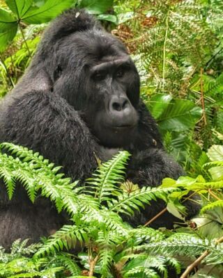 📸 Zobaczcie fotorelację Gosi z Planet Escape, która właśnie wróciła z Ugandy!
Uganda pokazuje Afrykę w odsłonie dzikiej, intensywnej i zupełnie innej niż klasyczne safari. To była podróż przez park Kibale, gdzie można obserwować szympansy, i las Bwindi, słynący z trekkingu do goryli górskich, a dalej przez Entebbe, Kampalę, Jezioro Wiktorii, Rezerwat Nosorożców Ziwa, Wodospady Murchisona i deltę Nilu - z rejsami po rzece, wodospadami oraz możliwością obserwacji hipopotamów, krokodyli, słoni, żyraf, lwów i nosorożców.
#planetescape #biuropodrozy #podrozeszytenamiare #uganda #safari #goryle #wildlife #nature_photo #gorilla #amazingworld #tailormadeholidays #travel