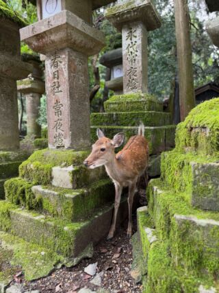 Nara - miasto opanowane przez jelenie 🦌🇯🇵 Jelenie uznawane są za świętych posłańców bogów w tradycji shinto. Co ciekawe, niektóre nauczyły się kłaniać, prosząc w ten sposób o specjalne krakersy ryżowe - shika senbei.