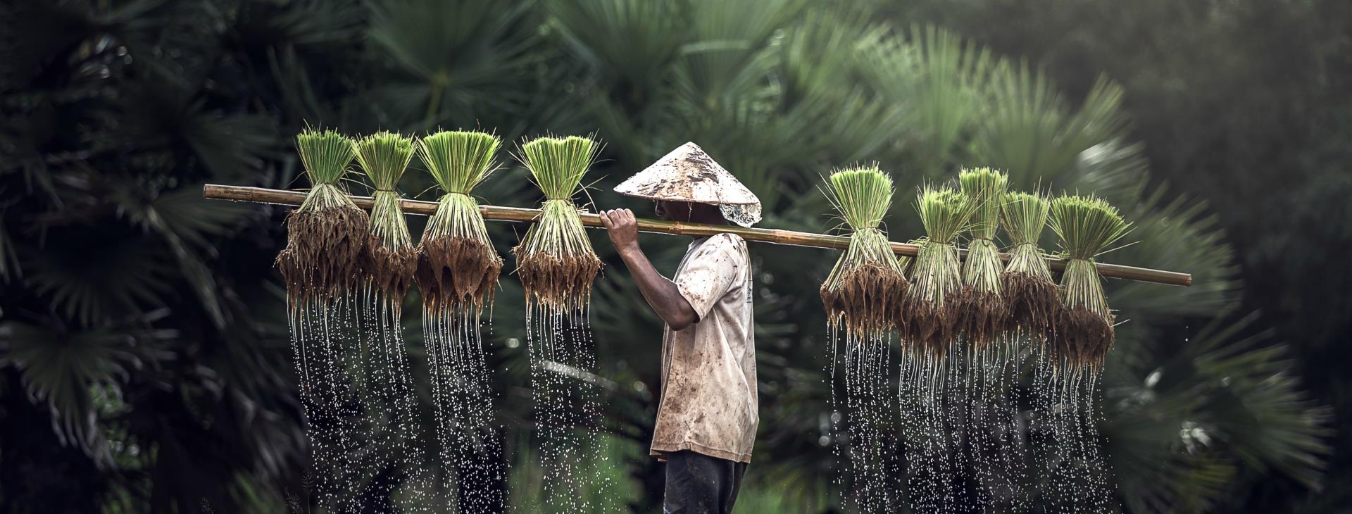 Vietnam how to prepare