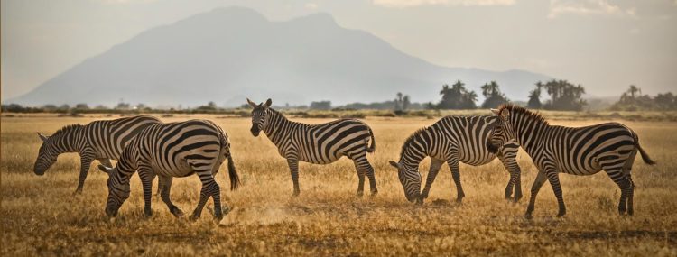 Safari Tanzania Kenia