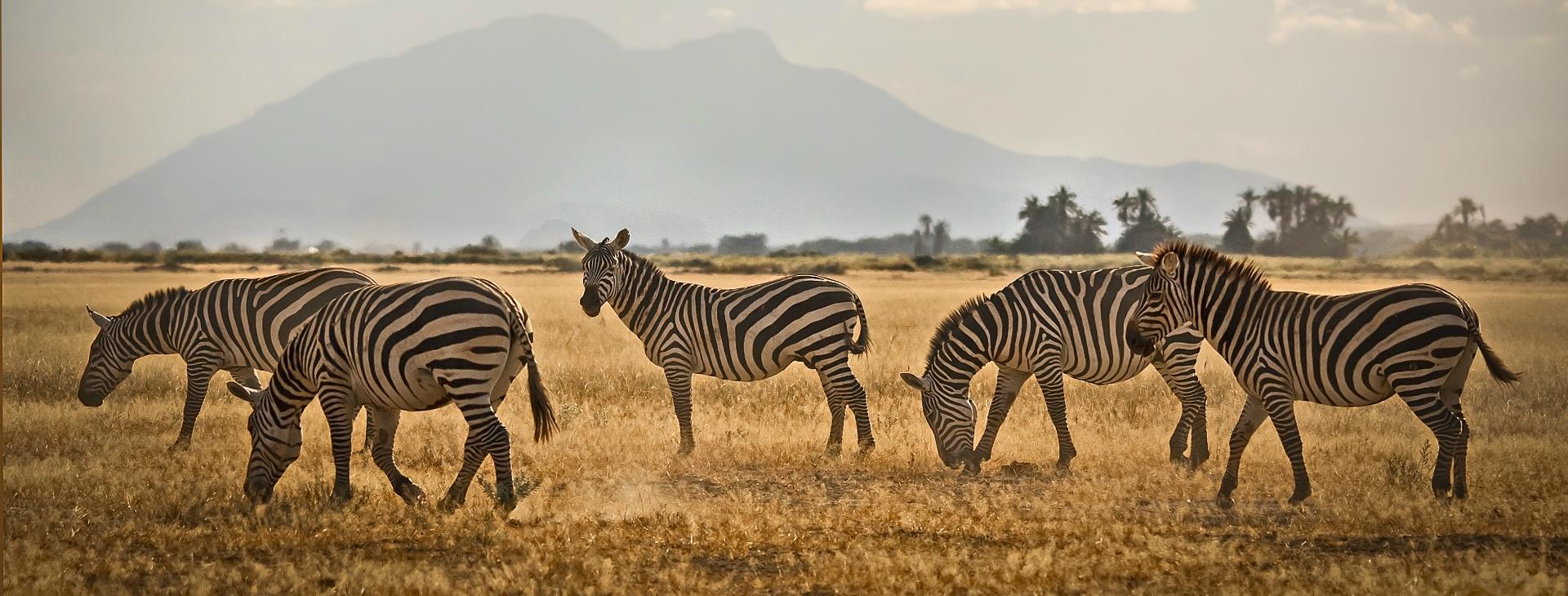 Safari Tanzania Kenia
