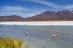 Laguna Hedionda, Boliwia