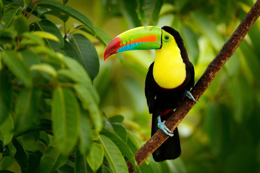 Toucan, Costa Rica