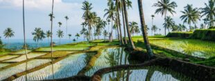 Bali