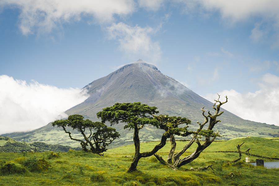 Portugal, Pico – Erica Azorica