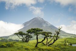 Portugalia, Pico – Erica Azorica
