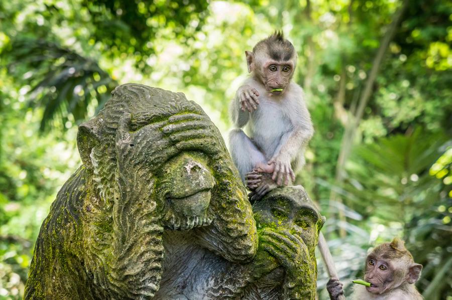 Bali – Ubud, Monkey Forest