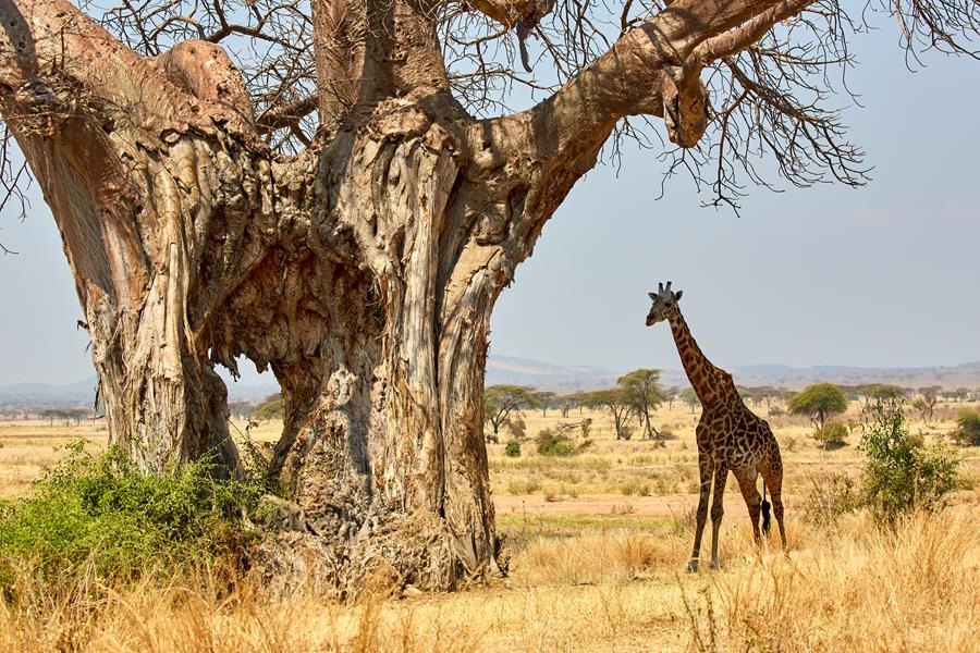 Tanzania and Zanzibar