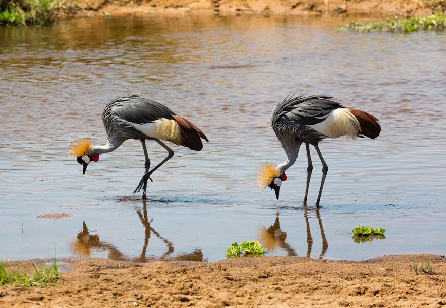 Tanzania and Zanzibar