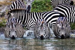 Tanzania i Zanzibar