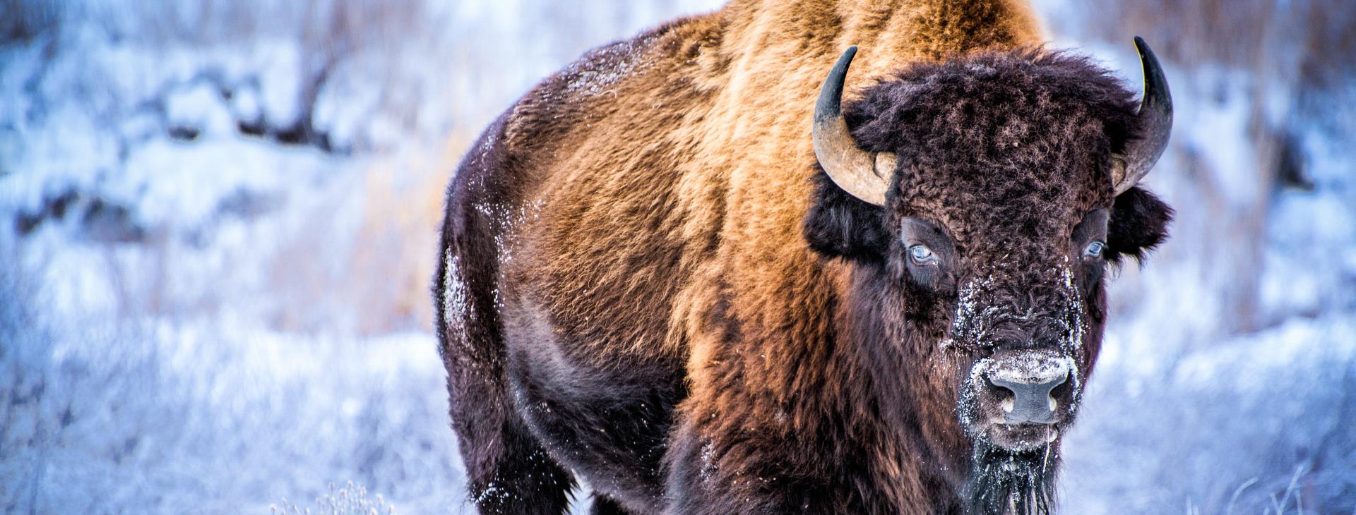 Największe atrakcje Parku Yellowstone